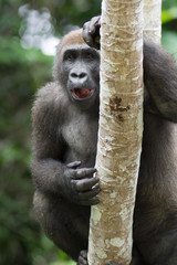 Gorilla in the African jungle Gabon (Gorilla gorilla)