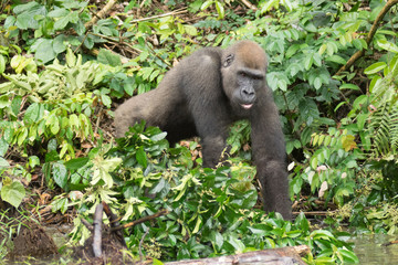 Gorilla in the African jungle Gabon (Gorilla gorilla)