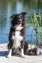 Border Collie am Wasser