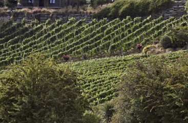 Winery Queenstown New Zealand