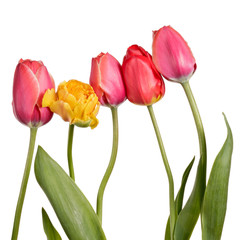 Row of beautiful colorful tulip isolated on a white background