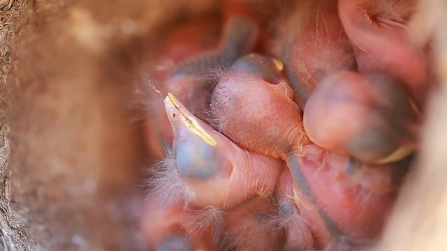 Blind nestlings in the nest