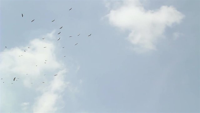 Group of birds flying around blue sky 