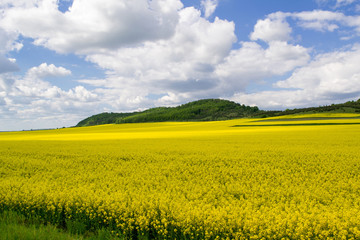 Fototapeta premium Blooming Oil Seed Rape Field with blue cloudy sky. Nature landscape