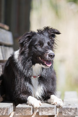 Border Collie liegt auf einer Bank in der Sonne