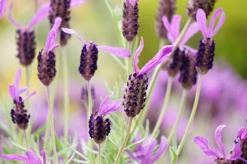 フレンチラベンダー