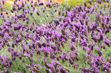 フレンチラベンダー