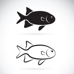 Vector of two fish on white background. Aquatic animals.