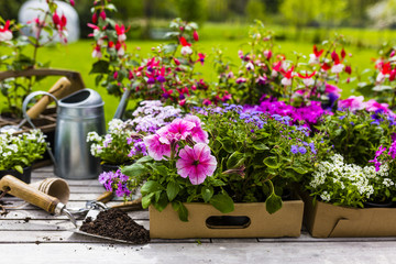 Seedlings of colorful flowers for planting in the garden.