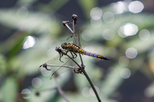 Dragonfly sitting on a branch.