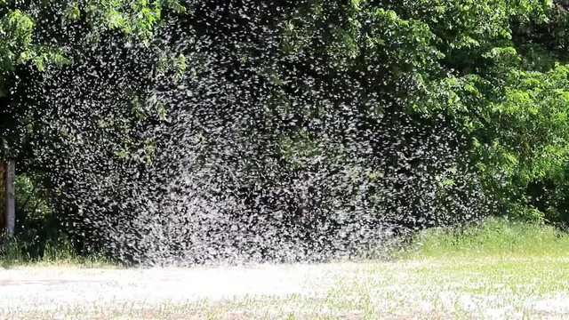 A tornado from poplar fluff moves along the field and raises down in the sky.