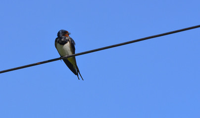 Rondine posata sul filo con cielo blu di sfondo, osserva a destra