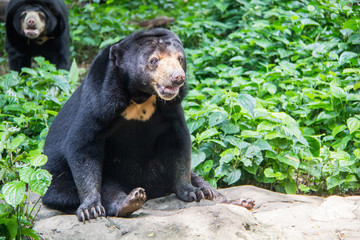 malayan sun bear