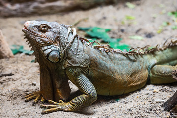 Iguana