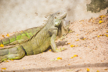 Iguana