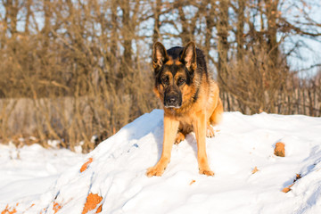 Dog german shepherd in a village in a winter