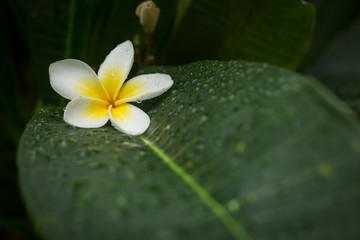 white frangipani plumeria tropical spa flower blooming on tree