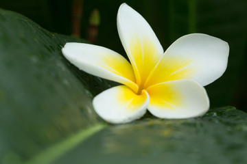 white frangipani plumeria tropical spa flower blooming on tree