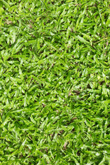 grass texture background