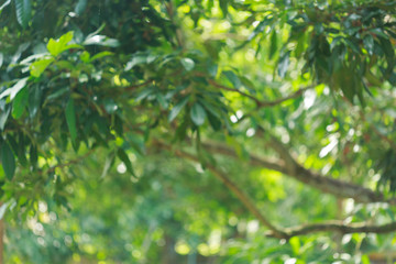 Fototapeta premium green bokeh light through tree in summer nature, abstract blur image background