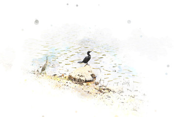 Abstract Black Bird on watercolor background