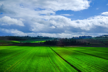 Green field and blue sky