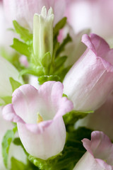 Fototapeta premium beautiful detail of campanula medium plant.