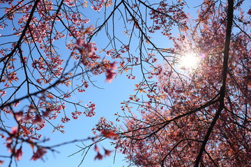 Beautiful pink cherry blossom flower blooming with clear blue sky background