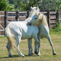 Naklejka na ściany i meble Two white horses playing together, in Camargue, France 