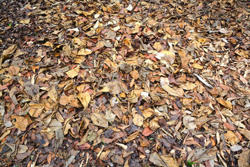Dry autumn leaves in a garden.