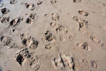 Texture of sand and footprints in the sand on the beach. Summer Vacation Concept.
