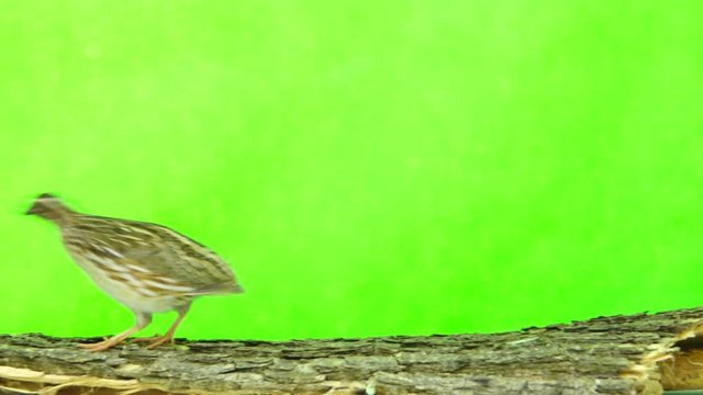 wild quail ( Coturnix coturnix) isolated on a green background  in studio shot