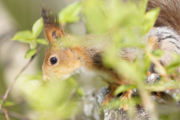 Naklejka na ściany i meble Close up view of a red squirrel in tree foliage