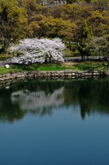 池　桜　