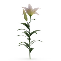Beautiful white lily flower, isolated on white. 3D illustration