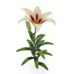 Fototapeta na wymiar Beautiful white lily flower, isolated on white. 3D illustration