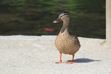 Canard colvert sur la berge d'un étang