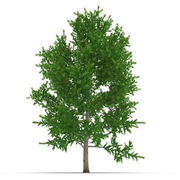 Green Poplar tree isolated on white. 3D illustration