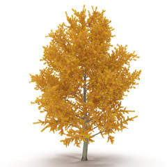 Yellow poplar isolated on a white. 3D illustration
