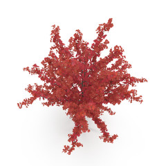 Young red autumn maple tree isolated on white. 3D illustration