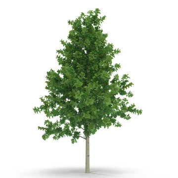 Poplar tree isolated on white. 3D illustration