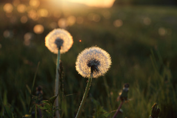sunny flower/ White and fluffy dandelion on a sunset background in a summer field 