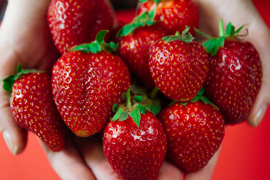 Cropped image a woman's hands holding a bunch of strawberries. Female holding a handful of fresh strawberries.