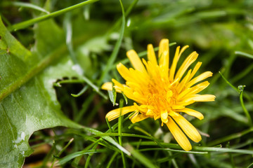 Beautiful fresh yellow dandelion in morning dew