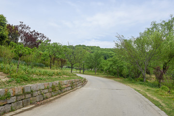Road and spring. Green landscape with trees.