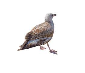 big Marine gull on rest