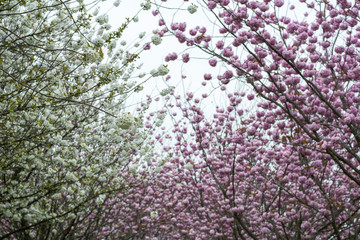 White and pink cherry trees