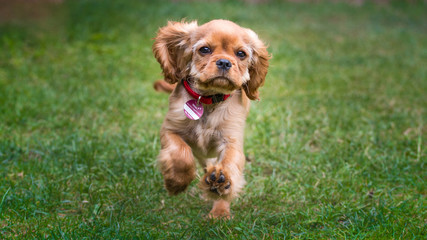 Little cavalier puppy running outside