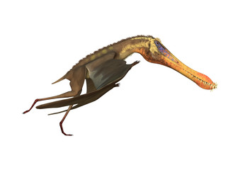 3D Rendering Pterodactyl Anhanguera on White
