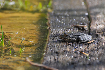 The edible frog (Pelophylax kl. esculentus) rest on wood next to a water. Common water frog or green frog. Little frog in pond